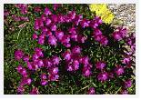 Primula integrifolia * Entire-leaved Primrose - Pico de Aneto, Pyrenees - July 1990 * 5050 x 3503 * (5.46MB)